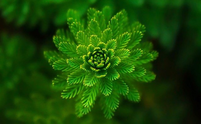 fern-g65b4a4460_640