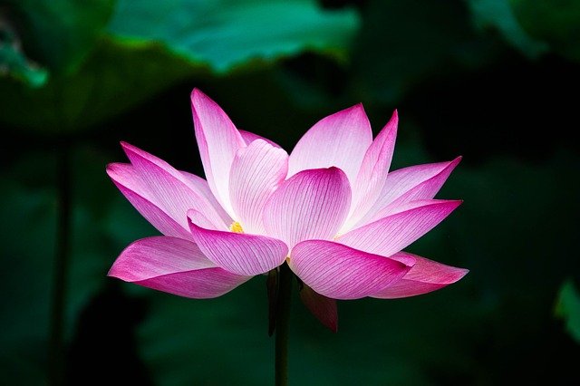 lotus-gce2355b01_640