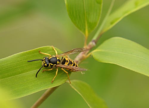 wasp-insect-macro-close-158313